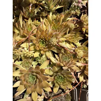 Sazenice Lukon Glads Sempervivum LOA - netřesk