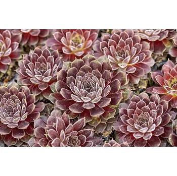 Semeno Lukon Glads Sempervivum SCORPIUS - netřesk