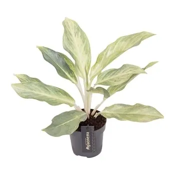 Gardners Aglaonema Aqua Green, průměr 12 cm Aglaonema, Spící panna