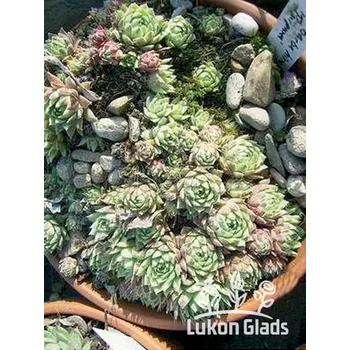 Semeno Lukon Glads Jovibarba hirta PURPUREA - netřeskovec výběžkatý