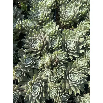 Semeno Lukon Glads Sempervivum hybridum ROSA MÄDCHEN - netřesk