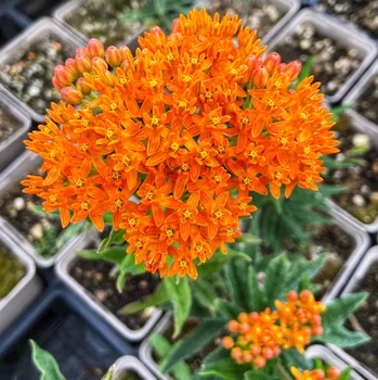 Sazenice Lukon Glads Asclepias tuberosa - tuberosa, klejicha