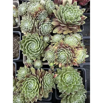 Sazenice Lukon Glads Sempervivum arachnoideum ORION - netřesk