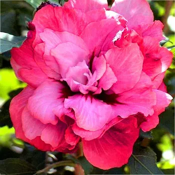 Sazenice IBIŠEK SYRSKÝ ´DUC DE BRABANT´ kont. 2L