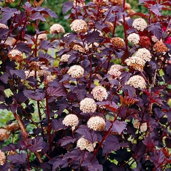 Sazenice TAVOLA KALINOLISTÁ ´DIABOLO´® kont. 2L