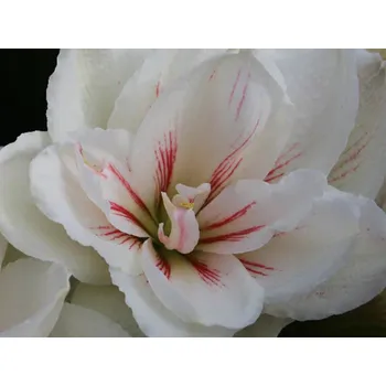 Cibulovina Amarylis 'Aquaro' Balení: cibule 24/26 - 1ks