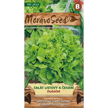 Semeno Salát k česání DUBÁČEK, osivo