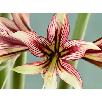 Cibulovina Amarylis 'Mystica' Balení: cibule 24/26 - 1ks