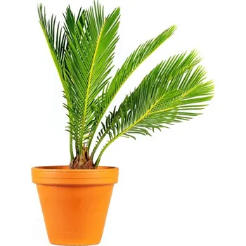 Gardners Cycas revoluta, průměr 12 cm Cykas japonský