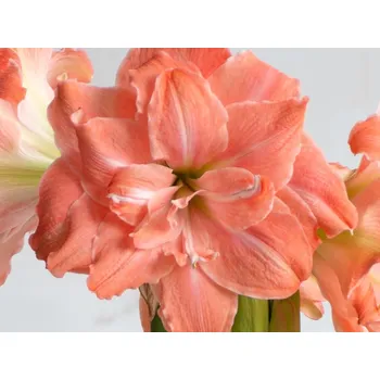 Semeno Amarylis 'Flamingo Amadeus' Balení: cibule 24/26 - 1ks HippeastrumDouble Galaxy 'Flamingo Amadeus'