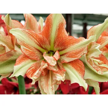 Cibulovina Amarylis 'Bentley' Balení: cibule 24/26 - 1ks Hippeastrum 'Bentley'