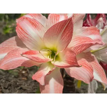 Cibulovina Amarylis 'Giant Amadeus' Balení: cibule 24/26 - 1ks