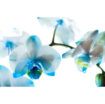 Topidlo Topný infrapanel s obrazem - 102 Rámy: Bílý, Výkon a rozměr: 300 W – 64 cm × 64 cm (12 m³)