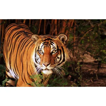 Infrazářič Topný infrapanel s obrazem - 146 Rámy: Černý, Výkon a rozměr: 500 W – 104 cm × 54 cm (20 m³)