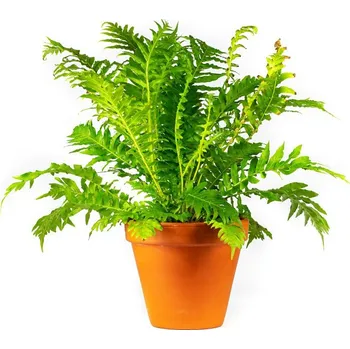Gardners Blechnum gibbum, průměr 12 cm Žebrovice hrbatá