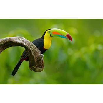 Přímotop Topný infrapanel s obrazem - 142 Rámy: Černý, Výkon a rozměr: 360 W – 89 cm × 54 cm (15 m³)