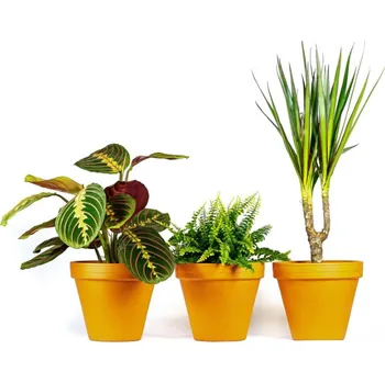 Gardners Set rostlin do ložnice