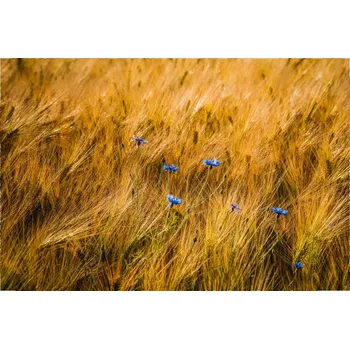 Infrazářič Topný infrapanel s obrazem - 52 Rámy: Černý, Výkon a rozměr: 500 W – 104 cm × 54 cm (20 m³)