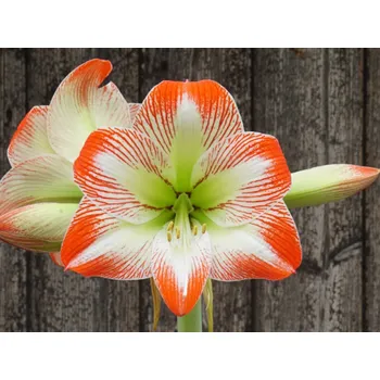 Cibulovina Amarylis 'Tropical Sensation' Balení: cibule 24/26 - 1ks