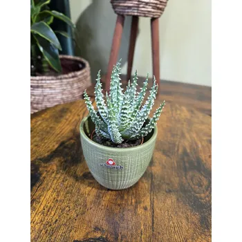 Aloe Humilis Shark mini