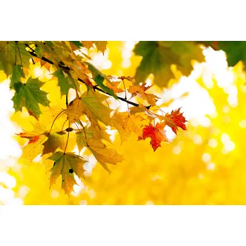 Přímotop Topný infrapanel s obrazem - 89 Rámy: Černý, Výkon a rozměr: 360 W – 89 cm × 54 cm (15 m³)