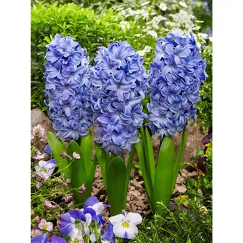 Sazenice Hyacint ´DELFT´S BLUE´, kont. 0,3 l