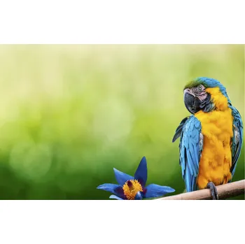 Topidlo Topný infrapanel s obrazem - 10 Rámy: Oranžový, Výkon a rozměr: 360 W – 89 cm × 54 cm (15 m³)