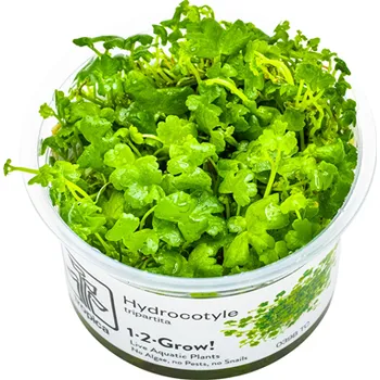 Dekorace do akvária Tropica Hydrocotyle tripartita invitro