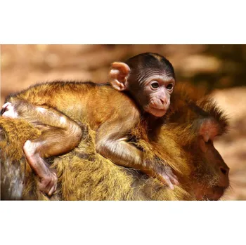 Infrazářič Topný infrapanel s obrazem - 101 Rámy: Černý, Výkon a rozměr: 500 W – 104 cm × 54 cm (20 m³)