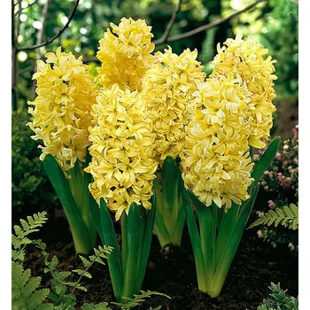 Sazenice Hyacint ´GIPSY PRINCESS´, kont. 0,3 l