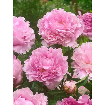 Semeno Pivoňka 'Sarah bernhardt' v květináči