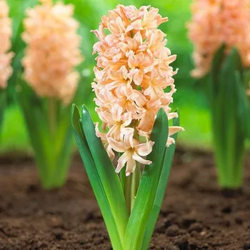 Sazenice Hyacint ´GIPSY QUEEN´, kont. 0,3 l