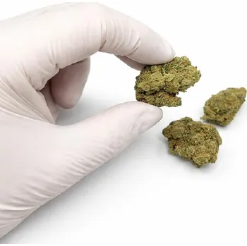 CBD Amnesia Haze THC X | Indoor konopný květ Květy -: 10g