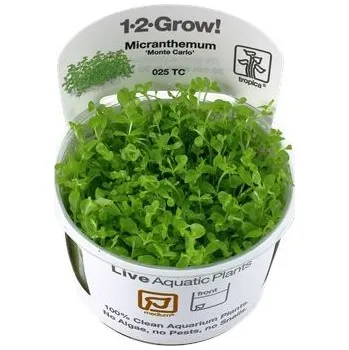 Dekorace do akvária Tropica Micranthemum Monte Carlo invitro