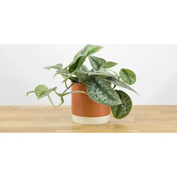 Sazenice Scindapsus pictus trebi 12 cm