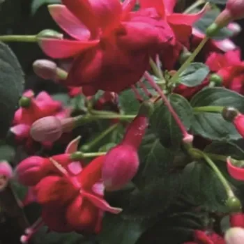 Marcel Michels Fuchsie 952