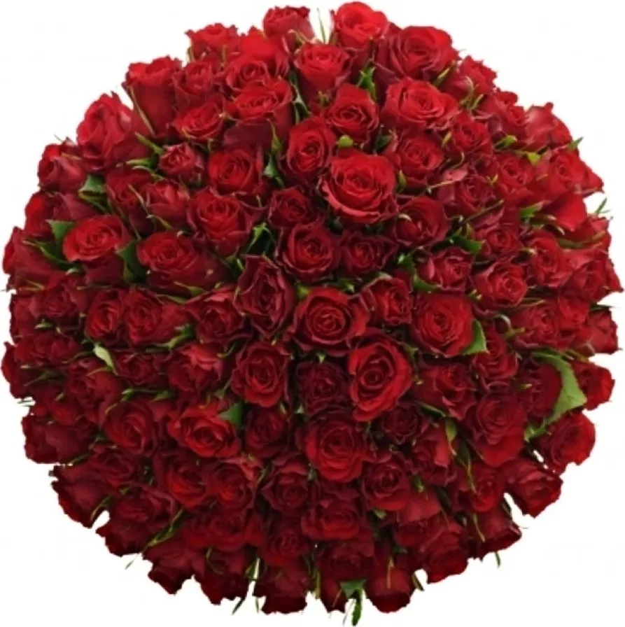 Kytice 100 červených růží RED CALYPSO 60 cm