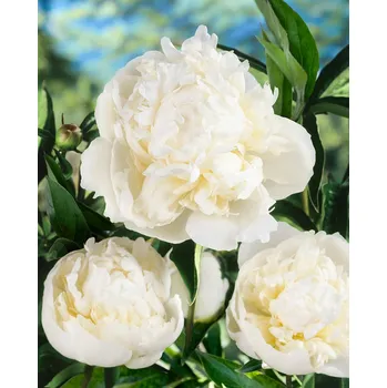 Semeno Pivoňka 'Duchesse de nemours' 1 ks