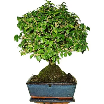 Sazenice Ligustrum chinensis ptačí zob 470