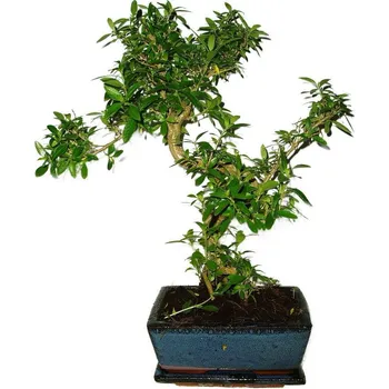 Sazenice Serissa foetida - strom tísíce hvězd 432