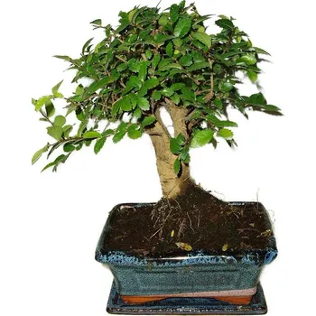 Sazenice Zelkova 502 - pokojové bonsaje