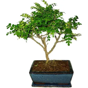 Sazenice Caragona spinosa - čínský pepř 454 - bonsai