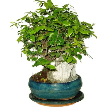 Sazenice Pokojová bonsai - Sagerethia thea 540