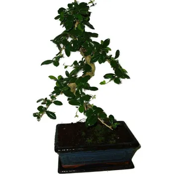 Sazenice Pokojová bonsaj Carmona microphylla - čaj fuki 382