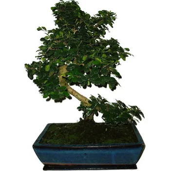 Sazenice Pokojová bonsaj Carmona microphylla - čaj fuki 547