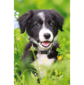 Dětské zboží DINO Puzzle Zvířátka - Štěně 54 dílků