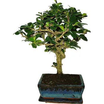 Sazenice Pokojová bonsaj Carmona microphylla - čaj fuki 435