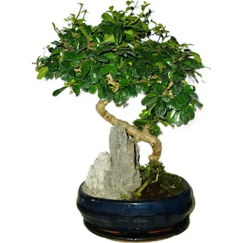 Sazenice Pokojová bonsaj Carmona microphylla - čaj fuki 519