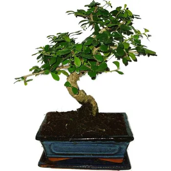 Sazenice Pokojová bonsaj Carmona microphylla - čaj fuki 385