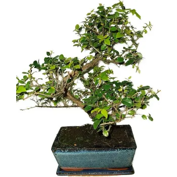 Sazenice Pokojová bonsai - Sagerethia thea 401